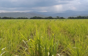 La sequ&iacute;a provoc&oacute; p&eacute;rdidas de m&aacute;s del 30% en la producci&oacute;n de ca&ntilde;a de az&uacute;car