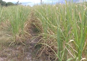 Por la sequía los cañeros ya perdieron más de 1.500 millones de pesos