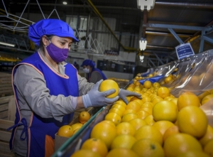 Inversi&oacute;n, comercializaci&oacute;n y tecnolog&iacute;a en las Yungas