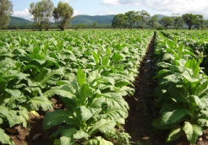 Tabaco: compensación en gastos energéticos y búsqueda de previsibilidad