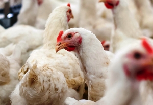 Lanzaron cr&eacute;ditos por $2.000 millones para fortalecer la competitividad de la cadena av&iacute;cola