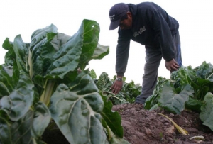 La "necesidad imperiosa&rdquo; de avanzar ante la informalidad en la producci&oacute;n, en agenda