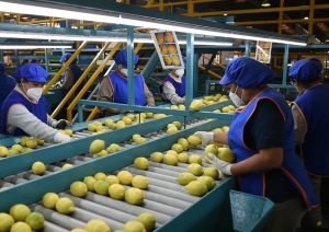 As&iacute; lidera Ledesma la exportaci&oacute;n nacional de c&iacute;tricos