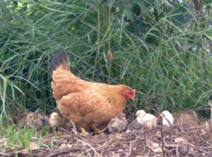 No se registran complicaciones en humanos por el caso de gripe aviar confirmado en Jujuy