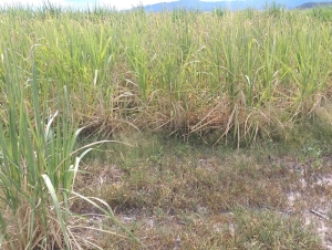 Alerta: prev&eacute;n una p&eacute;rdida del 50 % de ca&ntilde;a de az&uacute;car por la sequ&iacute;a