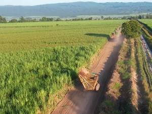 Avanza la molienda de ca&ntilde;a, marcando un positivo crecimiento exportador