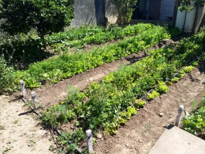 Semillas gratis para la creaci&oacute;n de huertas familiares