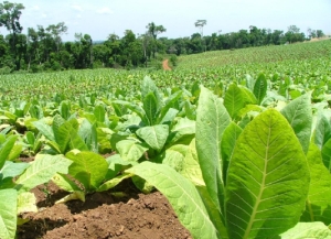 Precio del Tabaco: &ldquo;que los compradores entiendan que tambi&eacute;n deben hacer su esfuerzo&rdquo;