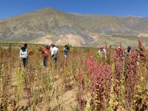 Cam&eacute;lidos, quinua y buenas pr&aacute;cticas agr&iacute;colas en agenda