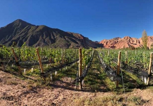 Malbec Argentino afianza su posicionamiento mundial y lleg&oacute; a 119 pa&iacute;ses en 2020