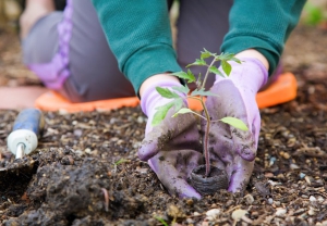 Dictar&aacute;n talleres gratuitos de huerta v&iacute;a Online