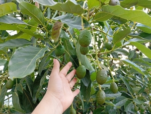 Norte tropical: as&iacute; se impulsa el cultivo de palta con un promisorio horizonte en Argentina
