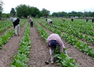 Incorporan el tabaco al d&oacute;lar agro