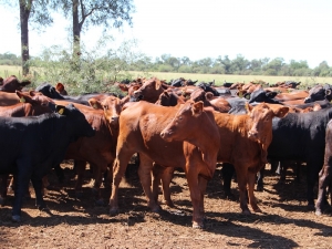 Potencial regional: 200 mil tn anuales de carne al Pac&iacute;fico