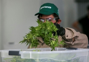 Se inaugur&oacute; el Complejo de Biotecnolog&iacute;a para producir cannabis medicinal a escala industrial en Jujuy