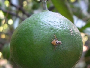 Ante una amenaza citrícola se controlará el stock de frutas en empaques