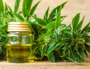 Cannabis Medicinal: en 2020 el INTI comenzar&aacute; a construir un laboratorio en Zona Franca