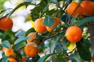 Argentina logr&oacute; la apertura del mercado peruano para c&iacute;tricos y nuez nogal