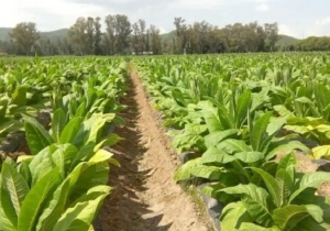 Productores tabacaleros de Am&eacute;rica analizan el escenario global en Jujuy