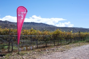 La Quebrada fue escenario de la V Vendimia de Extrema Altura