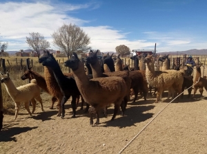 El INTA en el Norte: patrimonio científico y productivo que trasciende cualquier ajuste