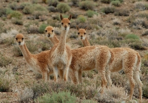 Condenados por caza furtiva de vicu&ntilde;as en la Puna juje&ntilde;a