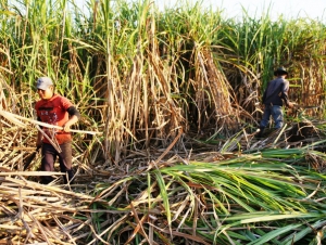 Ca&ntilde;eros piden pr&oacute;rroga de Ley de Biocombustibles