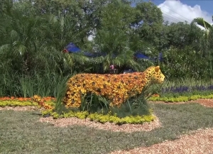 Hoy inicia la 11&ordm; Exposici&oacute;n de Floricultura "La flor m&aacute;s bella"