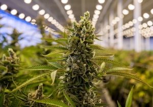 Jujuy toma vuelo internacional de la mano de la producci&oacute;n p&uacute;blica de cannabis medicinal
