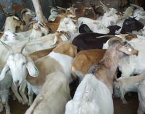 Se sancion&oacute; la nueva Ley Ovina