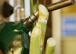 Parlamentarios solicitaron prorrogar ley de biocombustibles