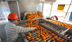 Ledesma inaugura sala de extracci&oacute;n de aceites