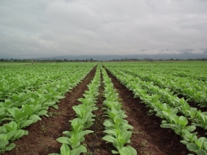 Desembolso de 330.000.000 pesos del Fondo Especial del Tabaco