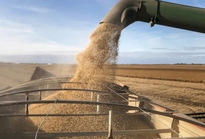 El Gobierno cerr&oacute; las exportaciones de harina y aceite de soja