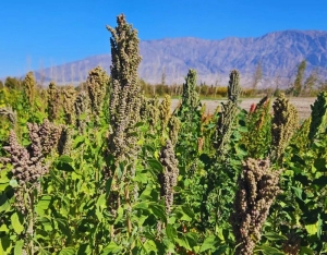Semillas del norte argentino viajan al espacio, de la mano del INTA