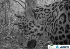 Biodiversidad y producción: especies de yaguaretés marcan buenas perspectivas