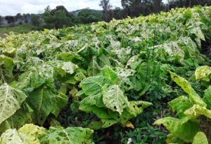 M&aacute;s de 2.100 has de tabaco afectadas por el granizo