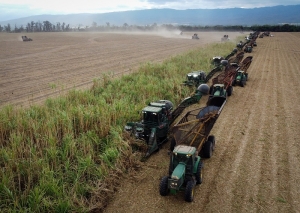 Los n&uacute;meros de la zafra azucarera, sucralosa y stevia en agenda