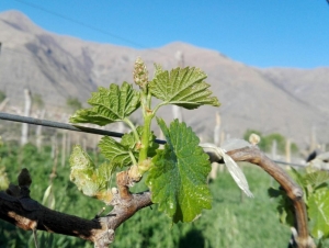Producci&oacute;n org&aacute;nica ampl&iacute;a horizontes en Jujuy, con un mercado tentador