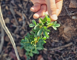 Plantar &aacute;rboles: cuenta regresiva para una nueva misi&oacute;n con que&ntilde;oas