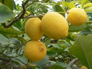 Limones del NOA liberan mercado mundial