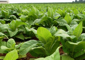 Productores tabacaleros tendr&aacute;n la condonaci&oacute;n del 20% en fertilizantes