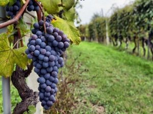 En 2021, se exportó vino por un valor histórico