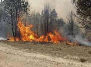 Ley sobre incendios en vegetaci&oacute;n, en foco