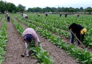 En junio pagar&aacute;n el Interzafra de la actividad tabacalera
