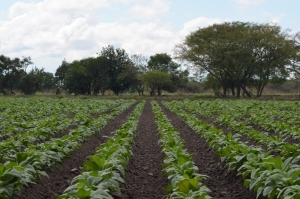 Pr&oacute;rroga para el Financiamiento de Fertilizantes e Insumos