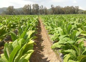 Arranca el acopio de tabaco y el camino a la fijaci&oacute;n de precios