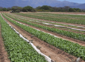 Impuestos internos y demora del FET: se &ldquo;pone en riesgo la pr&oacute;xima campa&ntilde;a&rdquo;