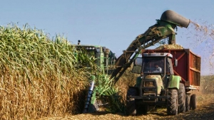 Sucroalcoholeros: valores actuales y el despu&eacute;s del 2021