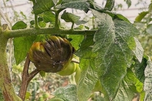 Jujuy en la lucha contra el virus que amenaza a tomates y pimientos